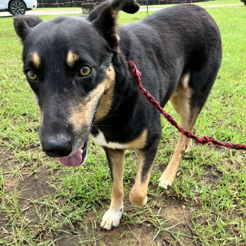 Sammy 2634, an adoptable Australian Kelpie, Mixed Breed in Shorter, AL, 36075 | Photo Image 2