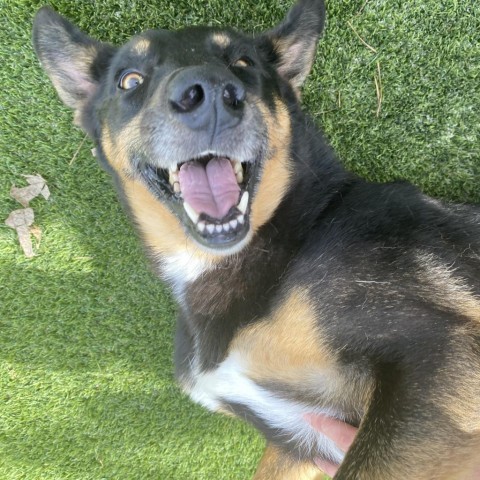 Sammy 2634, an adoptable Australian Kelpie, Mixed Breed in Shorter, AL, 36075 | Photo Image 3