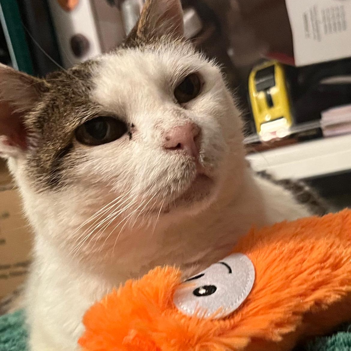 Madame, a Adoptable Domestic Short Hair in Brooklyn, NY image 4/6