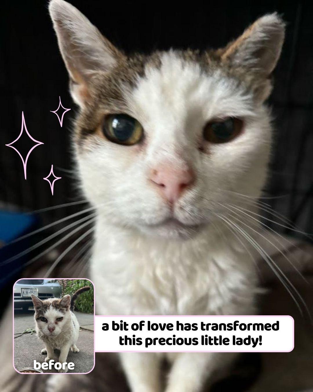 Madame, a Adoptable Domestic Short Hair in Brooklyn, NY image 2/6