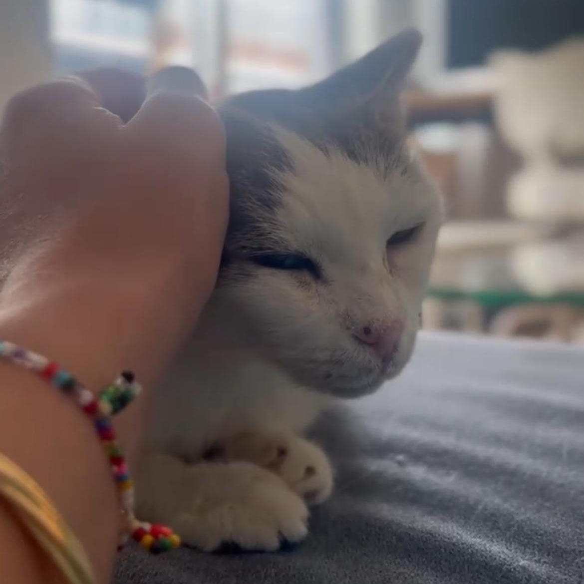 Madame, a Adoptable Domestic Short Hair in Brooklyn, NY image 5/6