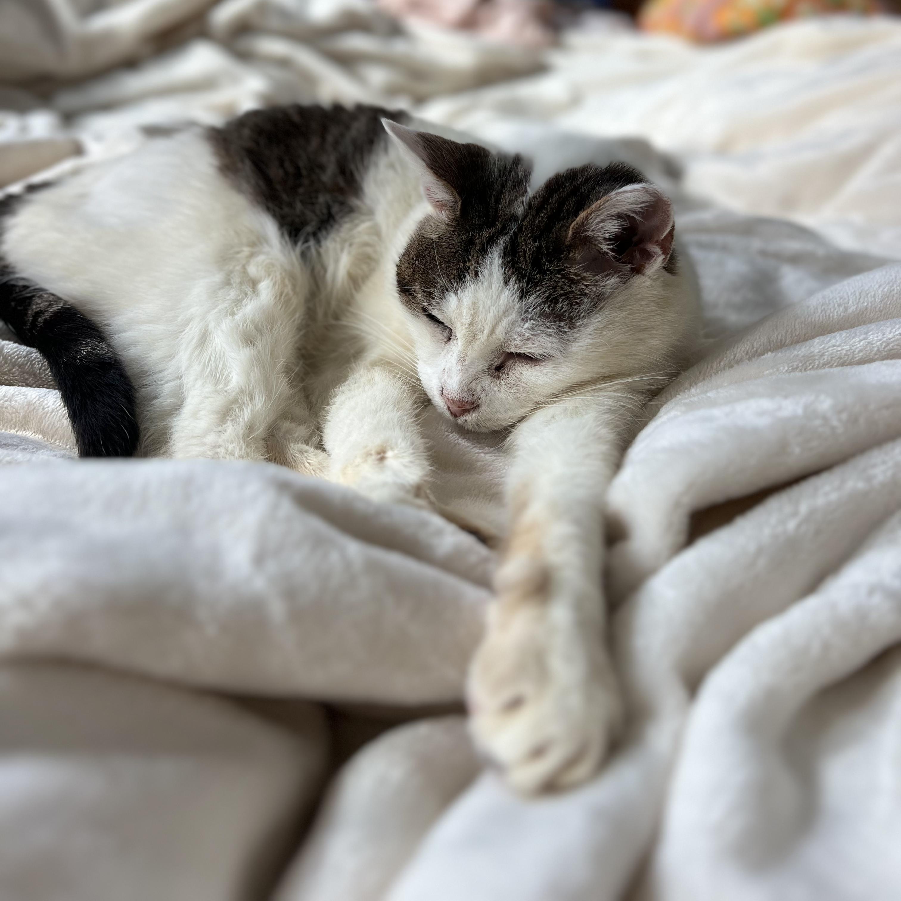 Madame, a Adoptable Domestic Short Hair in Brooklyn, NY image 3/6