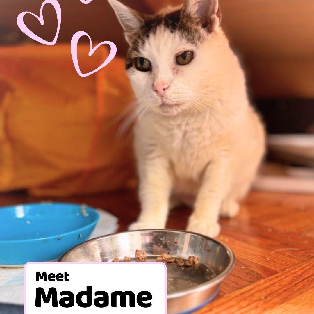 Madame, a Adoptable Domestic Short Hair in Brooklyn, NY image 1/6