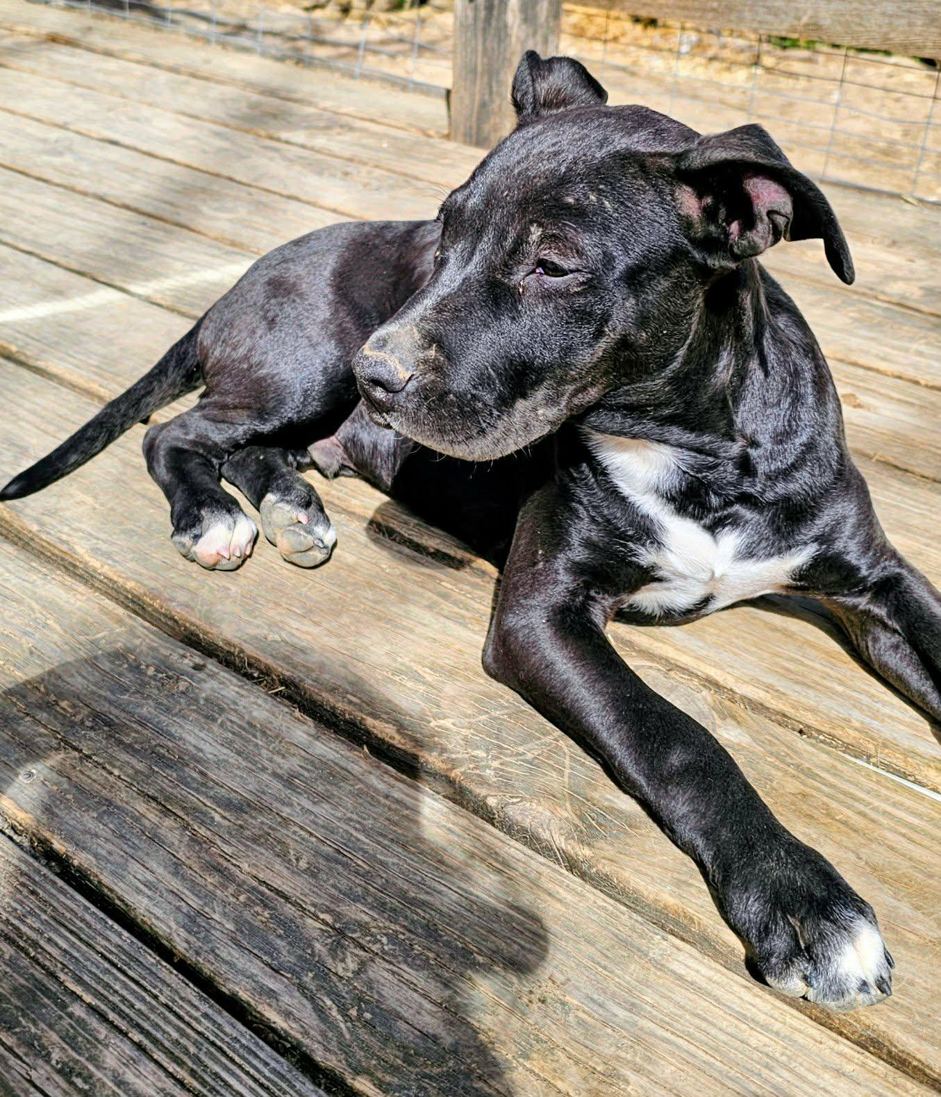 Enlarge Ziggy, an adopted mixed breed in Bowie, TX image 3/3