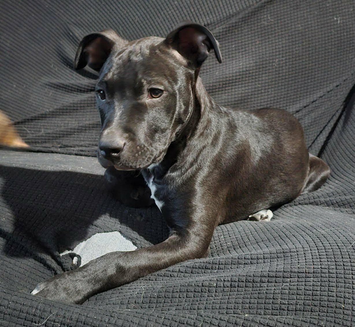 Enlarge Ziggy, an adopted mixed breed in Bowie, TX image 2/3