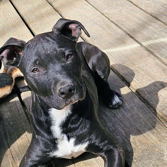 Enlarge Ziggy, an adopted mixed breed in Bowie, TX image 1/3