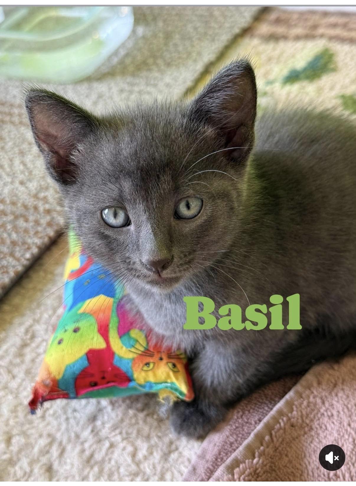 Enlarge Basil (siblings are Fennel, Dill, Rosemary & Sage), a ADOPTABLE Domestic Short Hair in Brighton, MI image 2/4