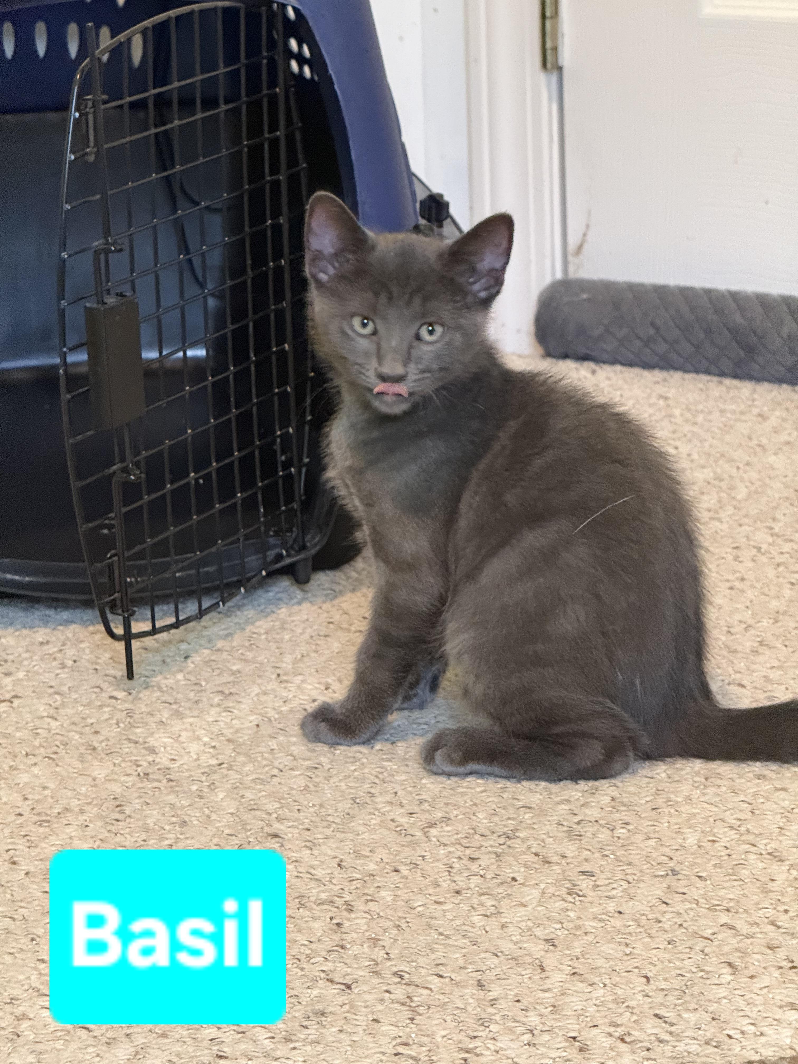 Enlarge Basil (siblings are Fennel, Dill, Rosemary & Sage), a ADOPTABLE Domestic Short Hair in Brighton, MI image 3/4