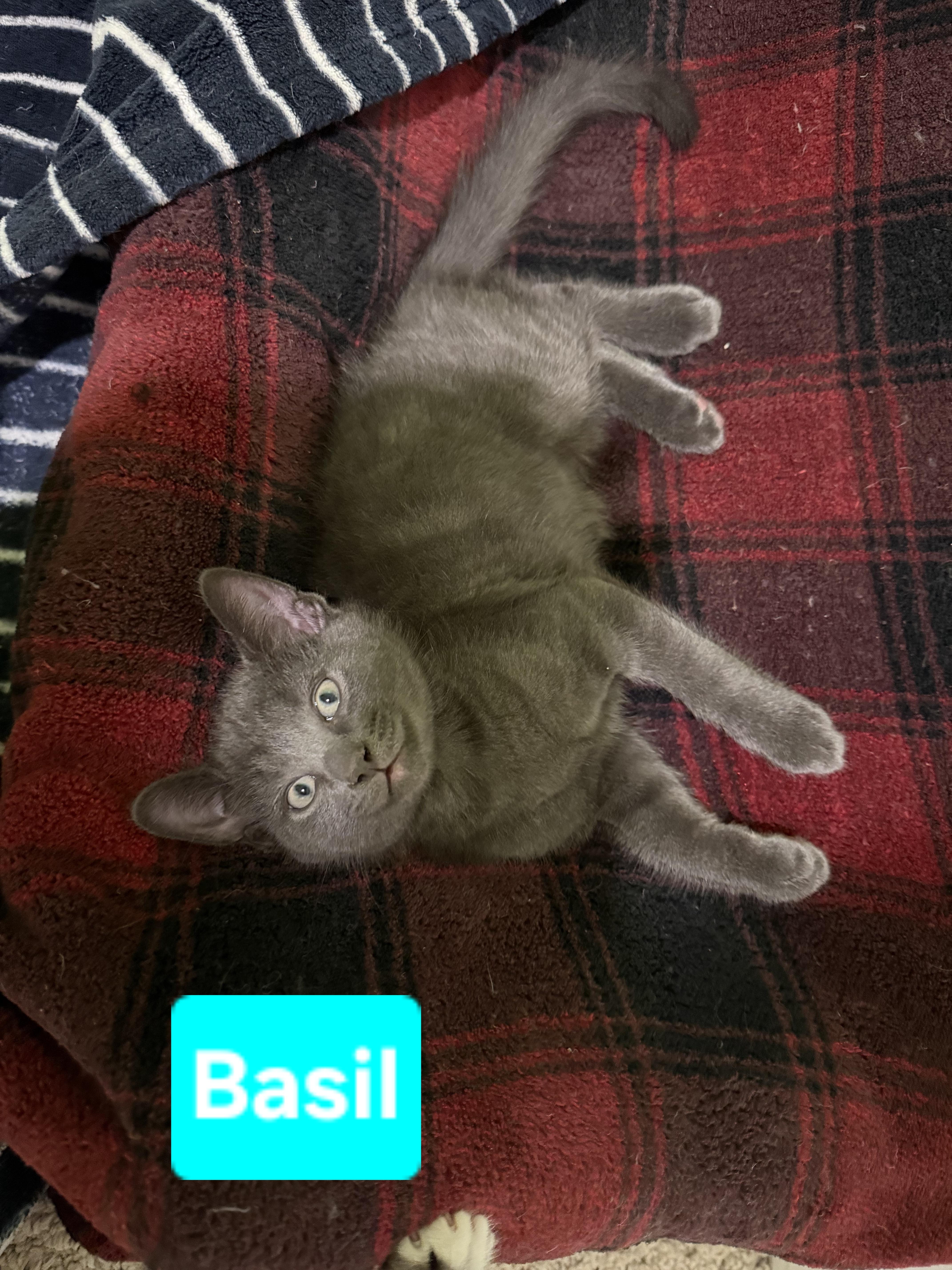 Enlarge Basil (siblings are Fennel, Dill, Rosemary & Sage), a ADOPTABLE Domestic Short Hair in Brighton, MI image 4/4