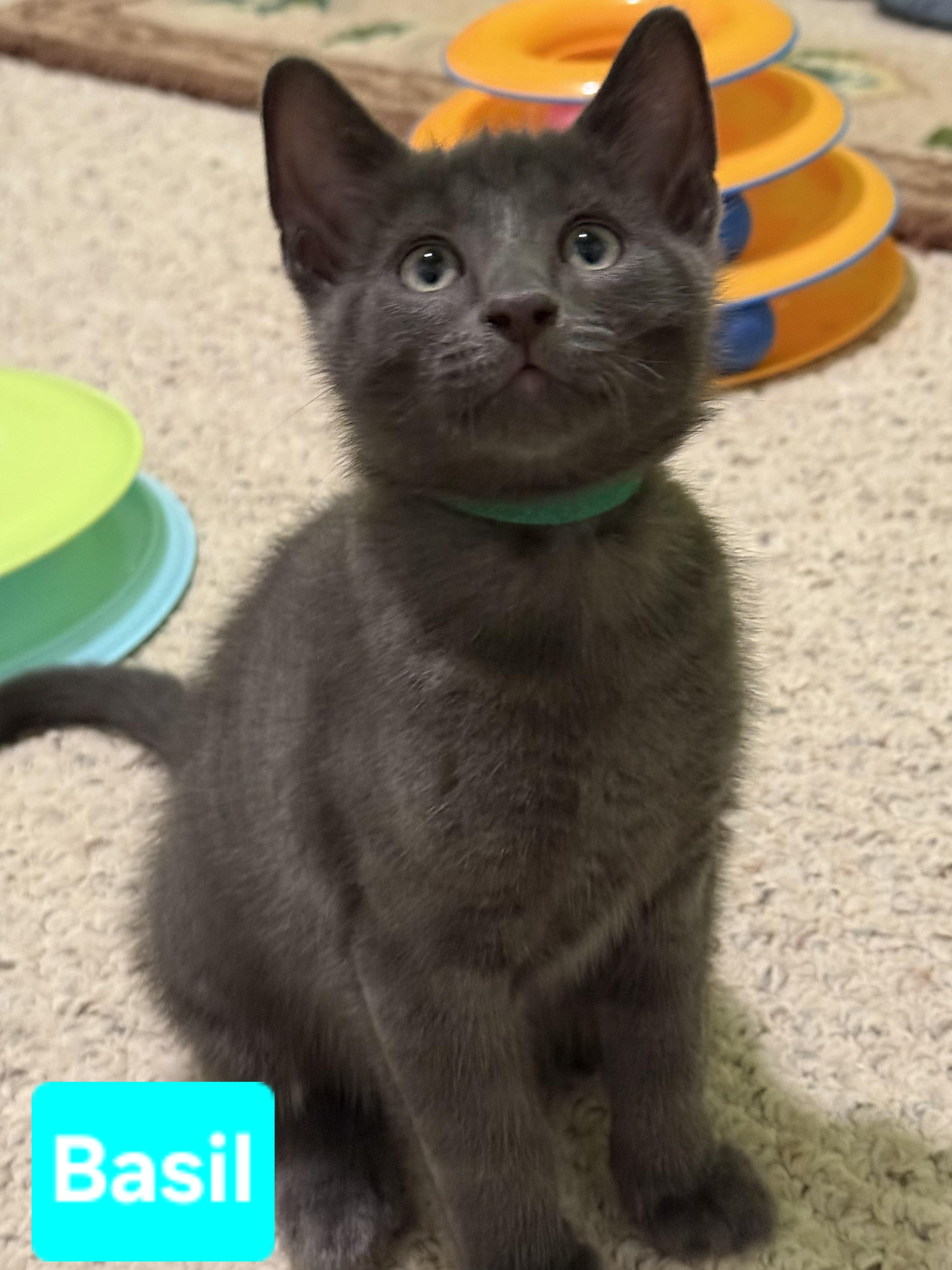 Basil (siblings are Fennel, Dill, Rosemary & Sage), ADOPTABLE, Kitten Male Domestic Short Hair.
