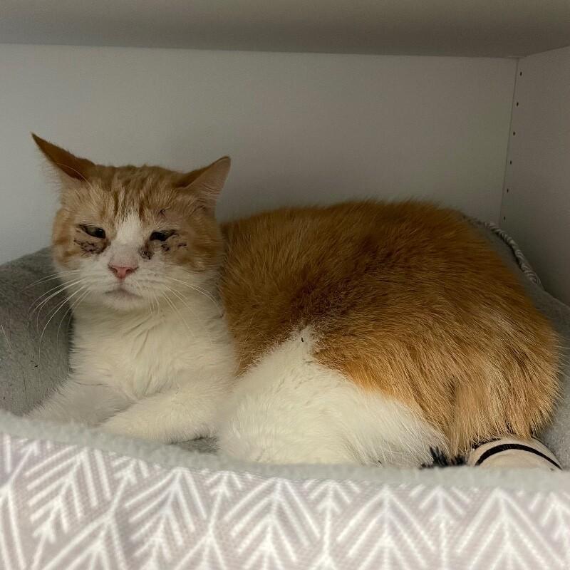 Enlarge Rain, a Adoptable Domestic Short Hair in Roanoke, VA image 1/2