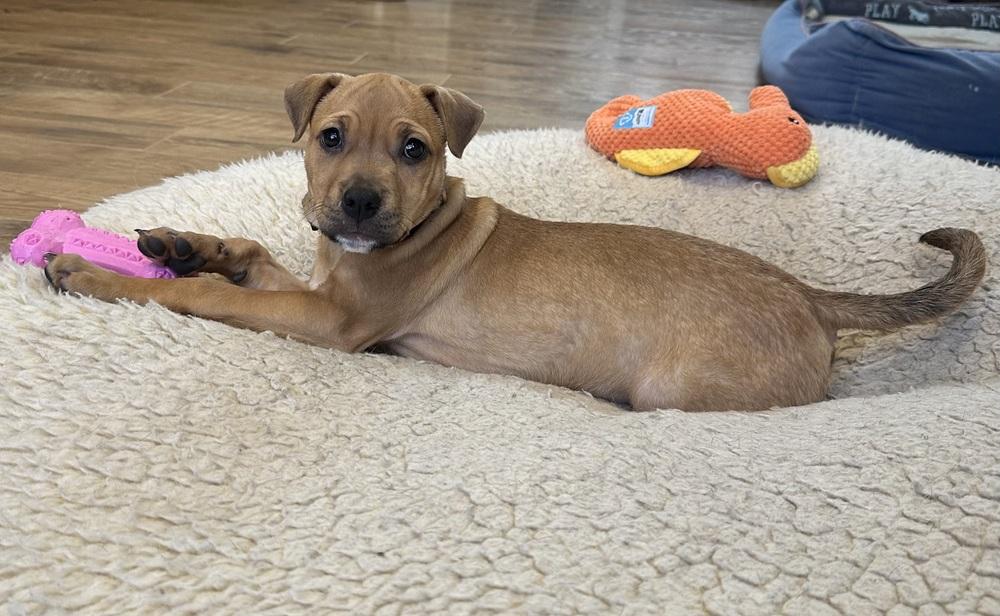 Enlarge Holly, a Adoptable mixed breed in Grand Rapids, MI image 1/5