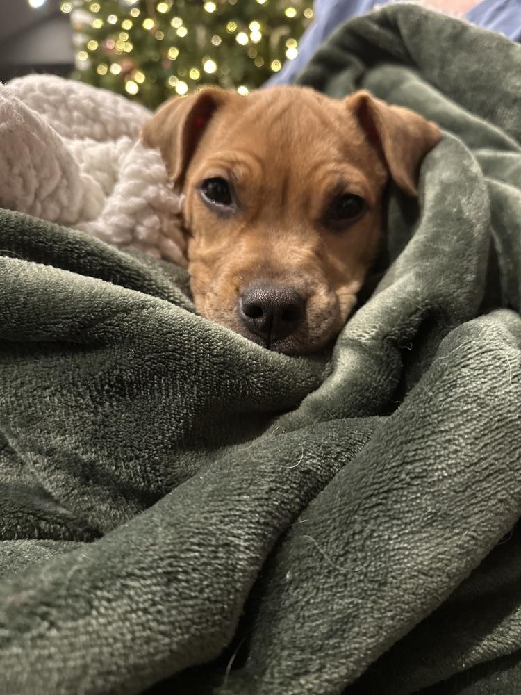 Enlarge Holly, a Adoptable mixed breed in Grand Rapids, MI image 2/5