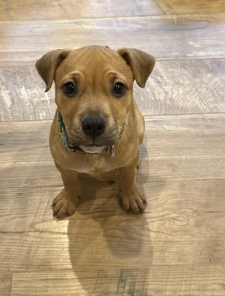 Enlarge Holly, a Adoptable mixed breed in Grand Rapids, MI image 3/5