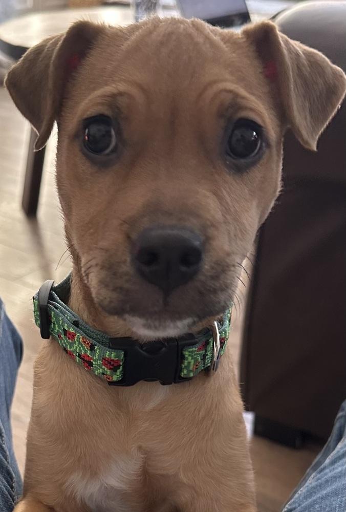 Enlarge Holly, a Adoptable mixed breed in Grand Rapids, MI image 4/5