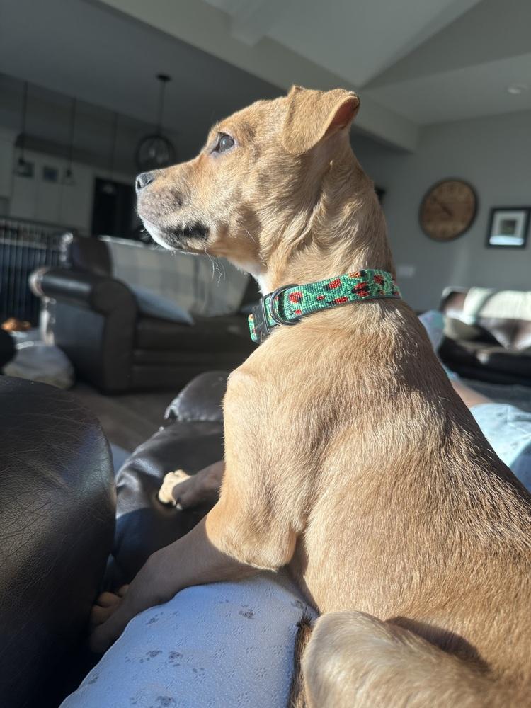 Enlarge Holly, a Adoptable mixed breed in Grand Rapids, MI image 5/5