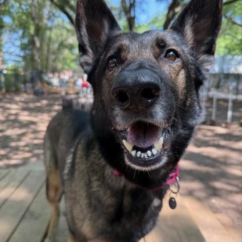 Enlarge Maeve, an adopted German Shepherd Dog in Charleston, SC image 2/3