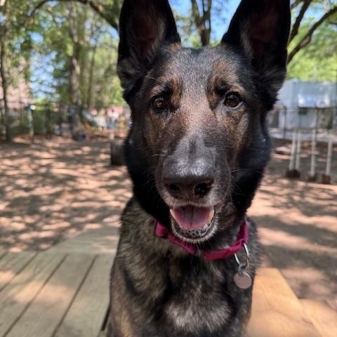 Enlarge Maeve, an adopted German Shepherd Dog in Charleston, SC image 3/3