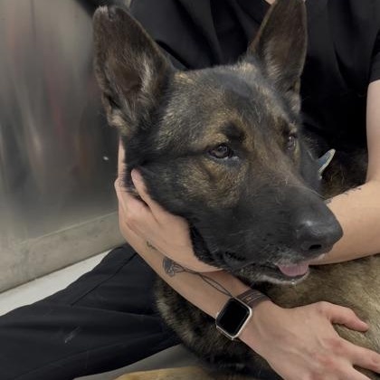 Enlarge Maeve, an adopted German Shepherd Dog in Charleston, SC image 1/3