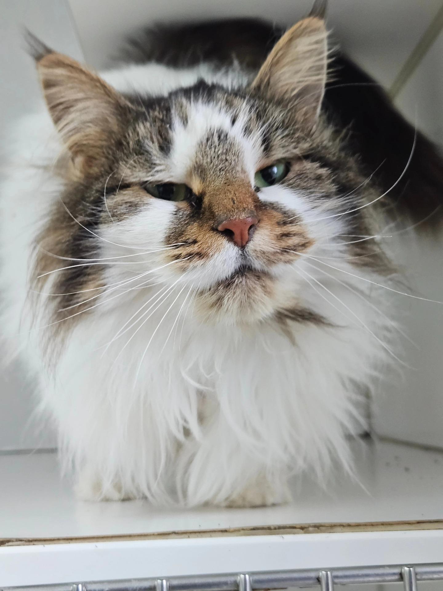 Enlarge Snowball, a ADOPTABLE Domestic Long Hair in Westbrook, CT image 3/5