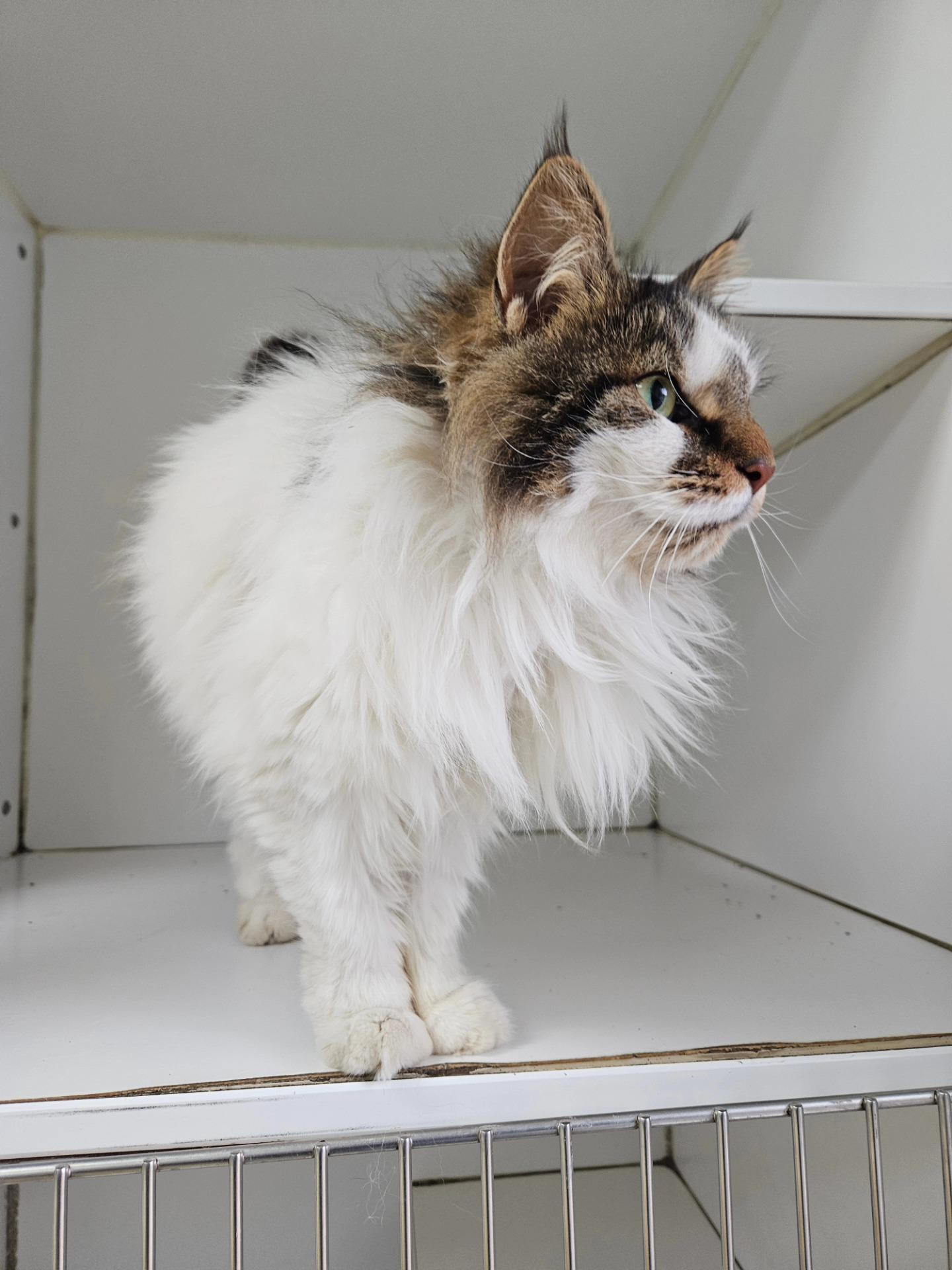 Enlarge Snowball, a ADOPTABLE Domestic Long Hair in Westbrook, CT image 4/5