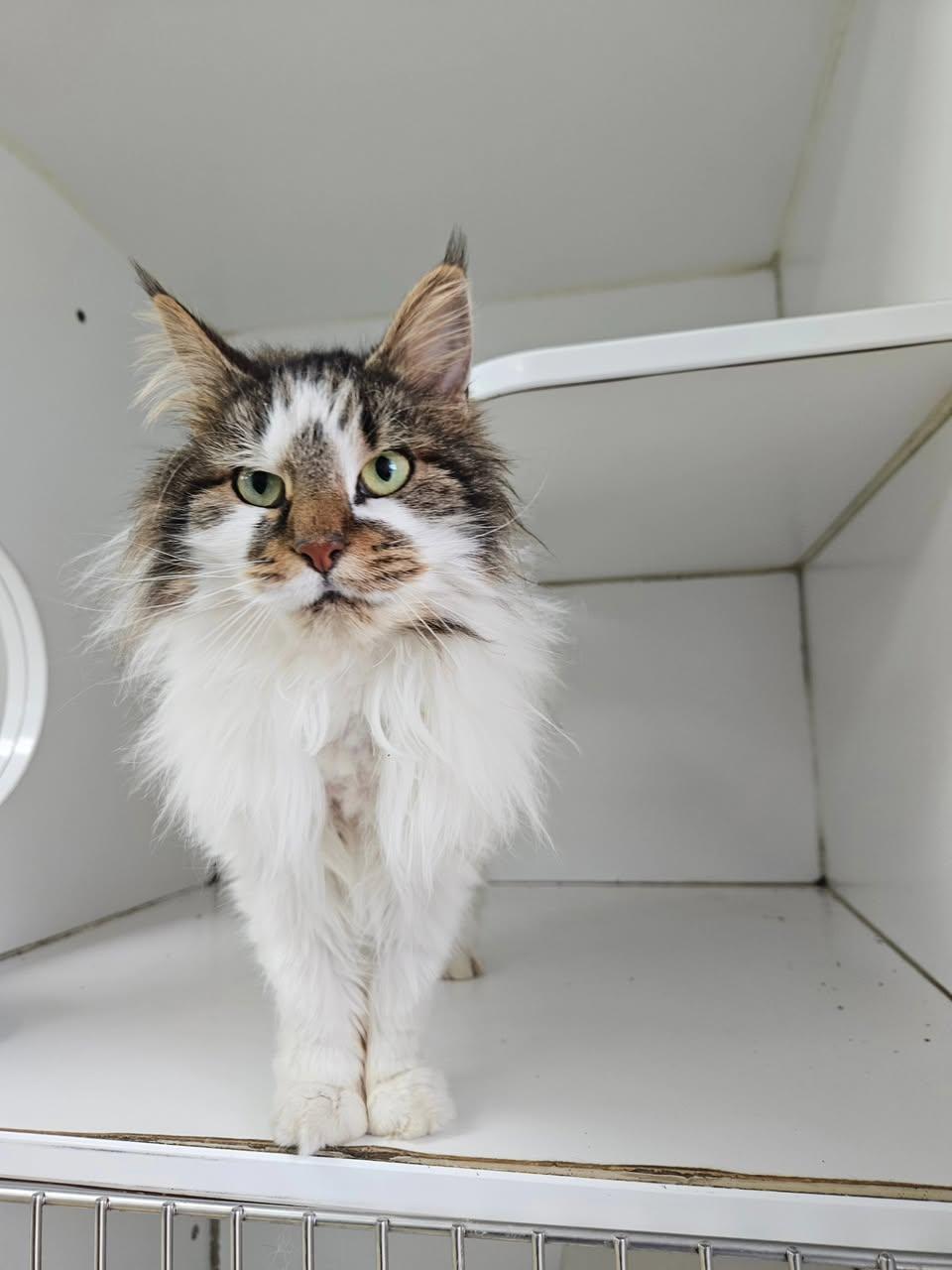 Enlarge Snowball, a ADOPTABLE Domestic Long Hair in Westbrook, CT image 5/5