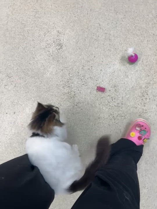 Enlarge Snowball, a ADOPTABLE Domestic Long Hair in Westbrook, CT video 2/5