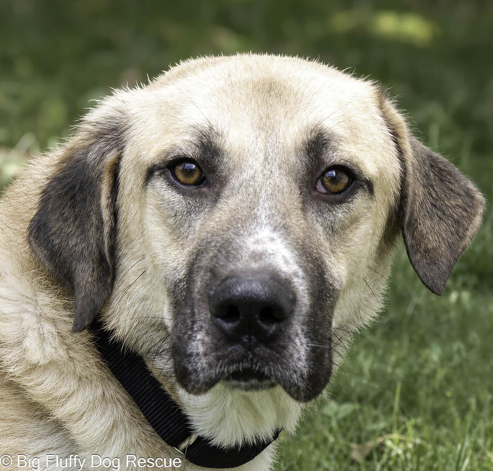 Alfie photo