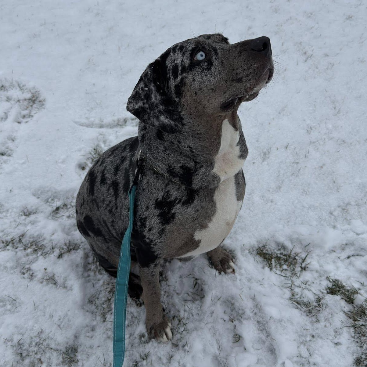 Enlarge Cookie, an adopted Catahoula Leopard Dog in Albany, NY image 2/6