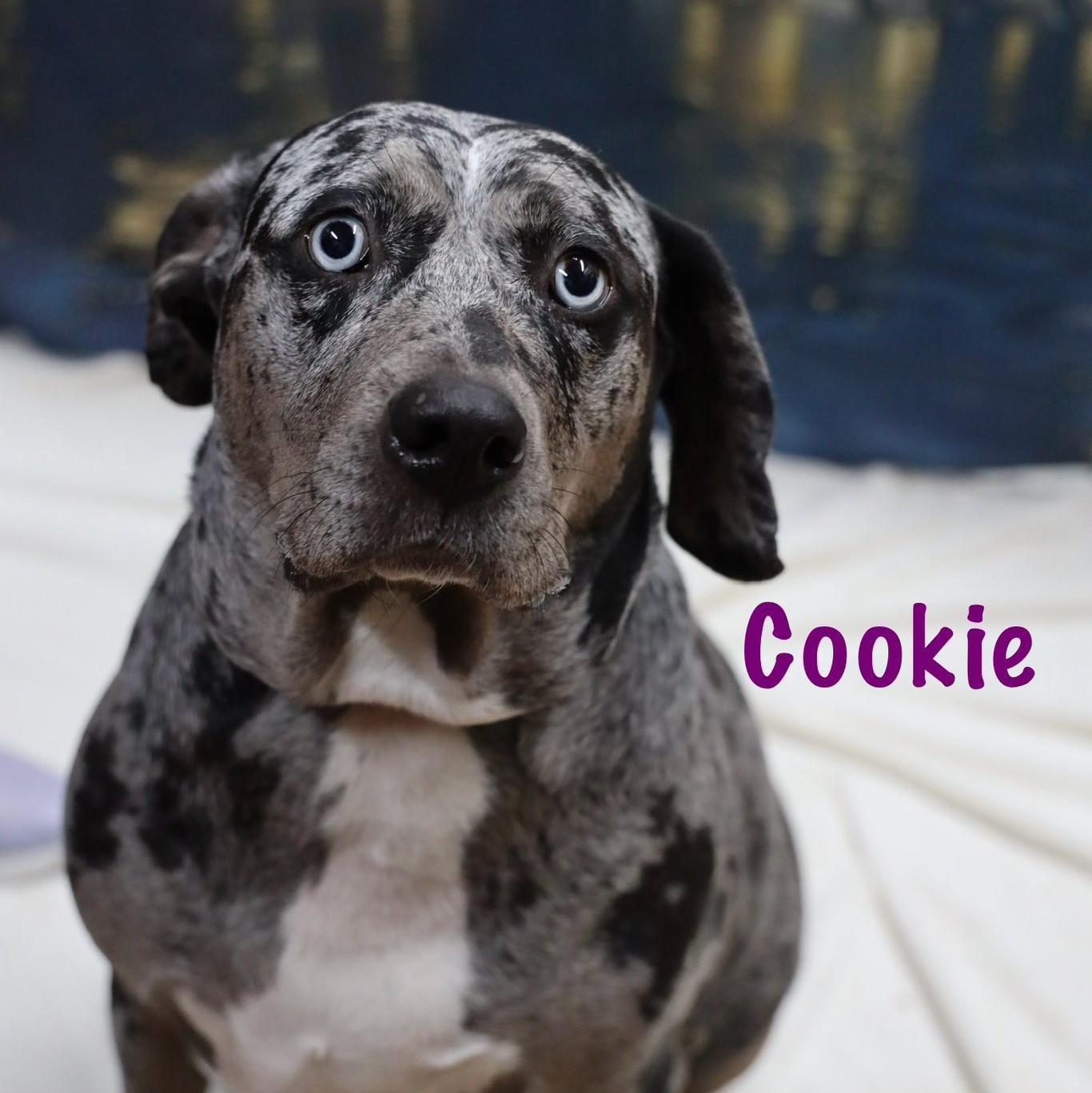 Enlarge Cookie, an adopted Catahoula Leopard Dog in Albany, NY image 5/6
