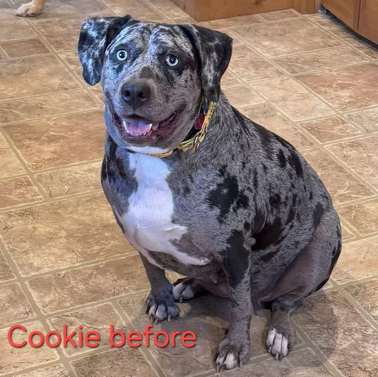 Enlarge Cookie, an adopted Catahoula Leopard Dog in Albany, NY image 6/6