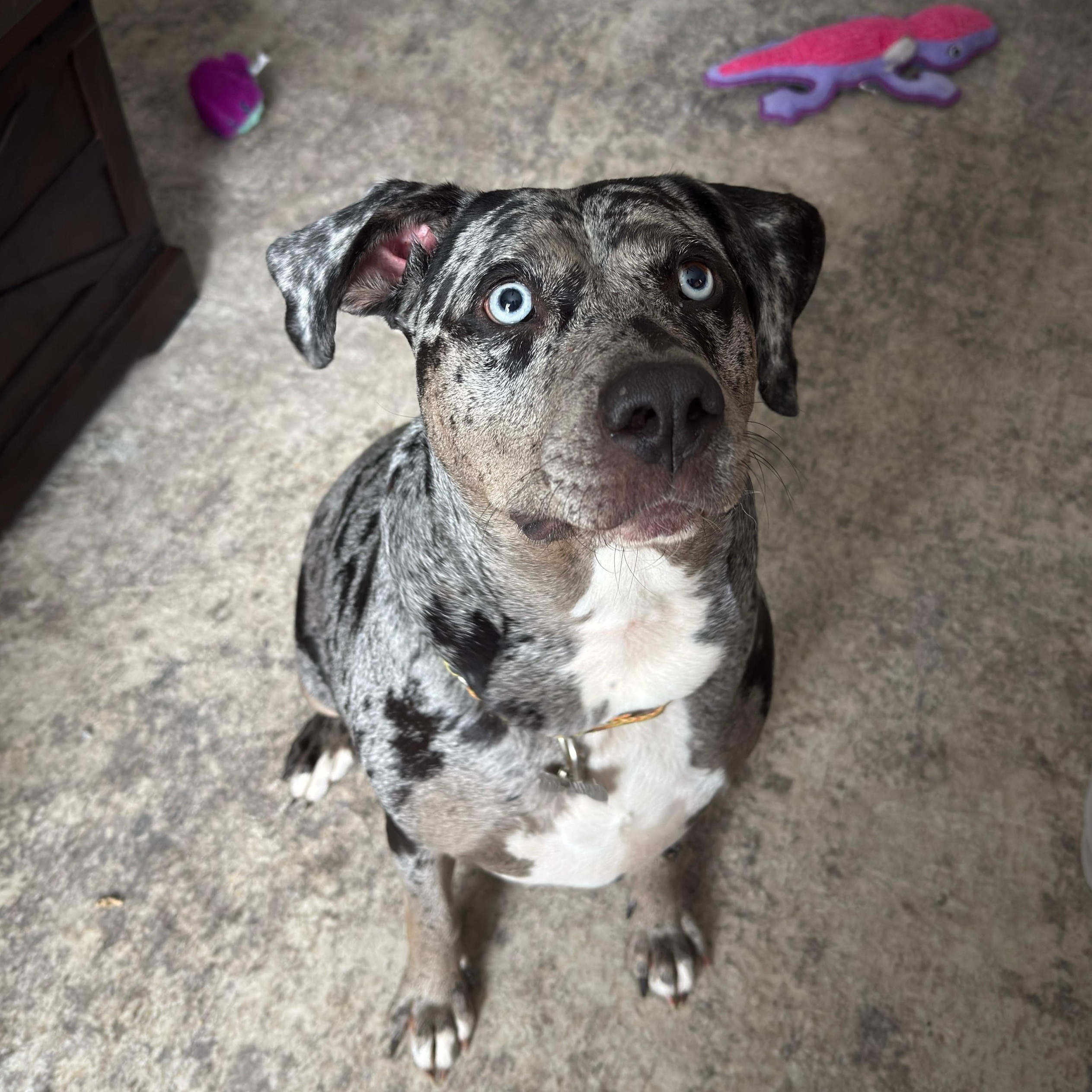 Enlarge Cookie, an adopted Catahoula Leopard Dog in Albany, NY image 1/6