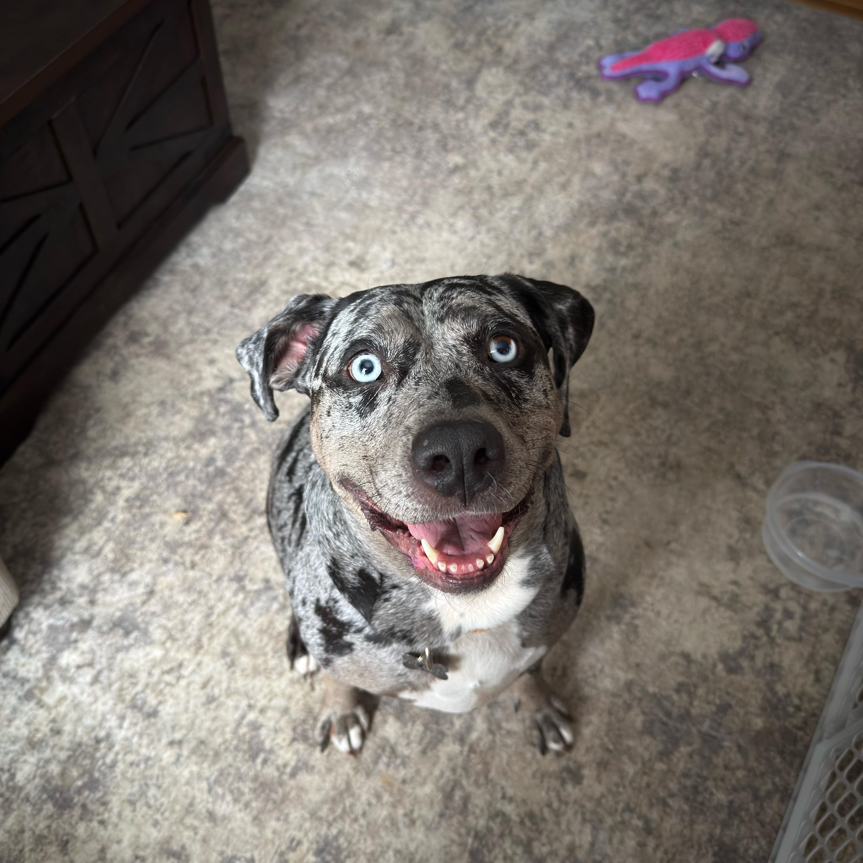 Enlarge Cookie, an adopted Catahoula Leopard Dog in Albany, NY image 3/6