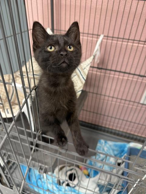 Brando, adopted, Kitten Male Domestic Short Hair.