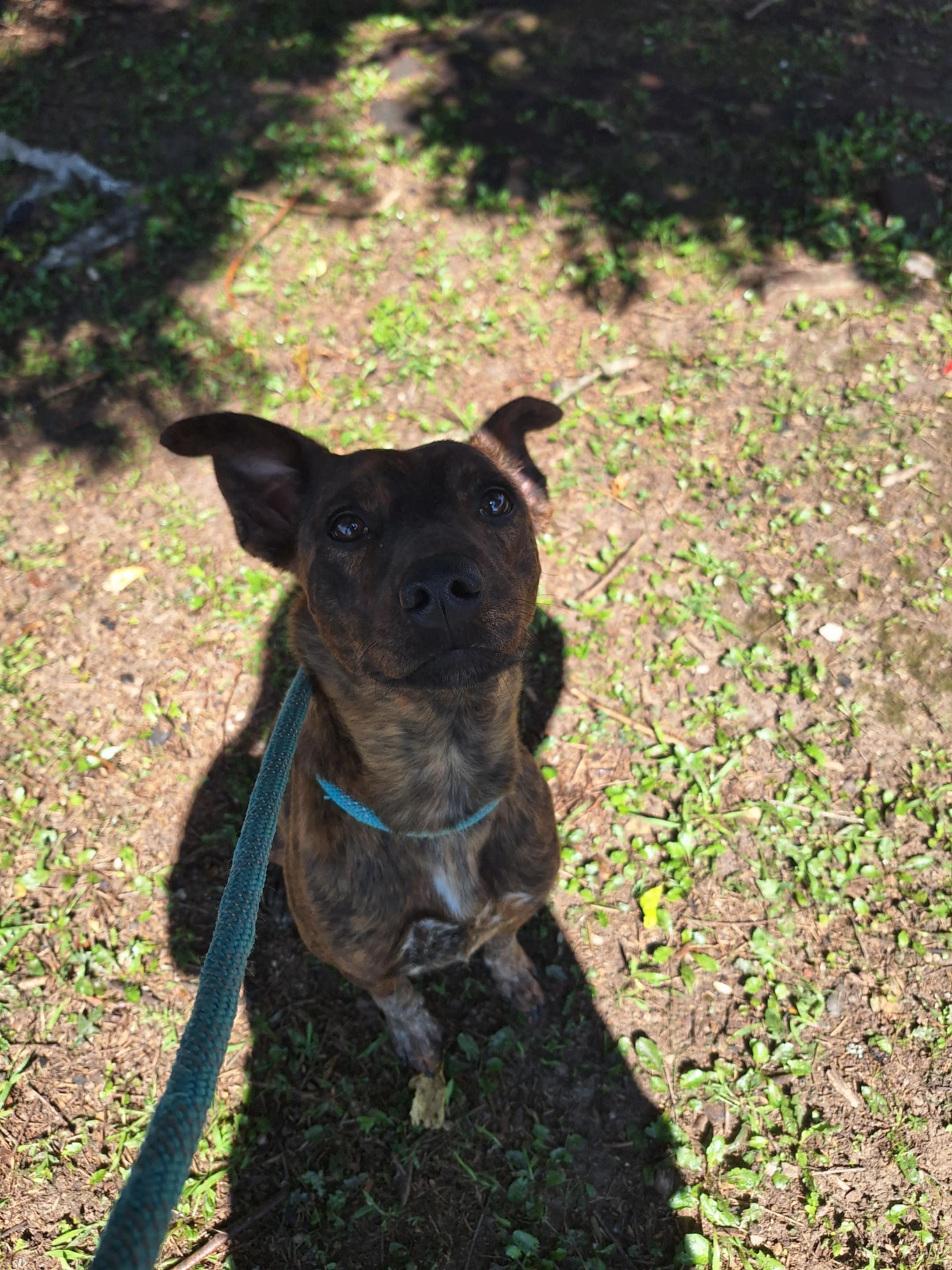 Shelby, a Adoptable Mixed Breed in Dublin, VA image 1/3