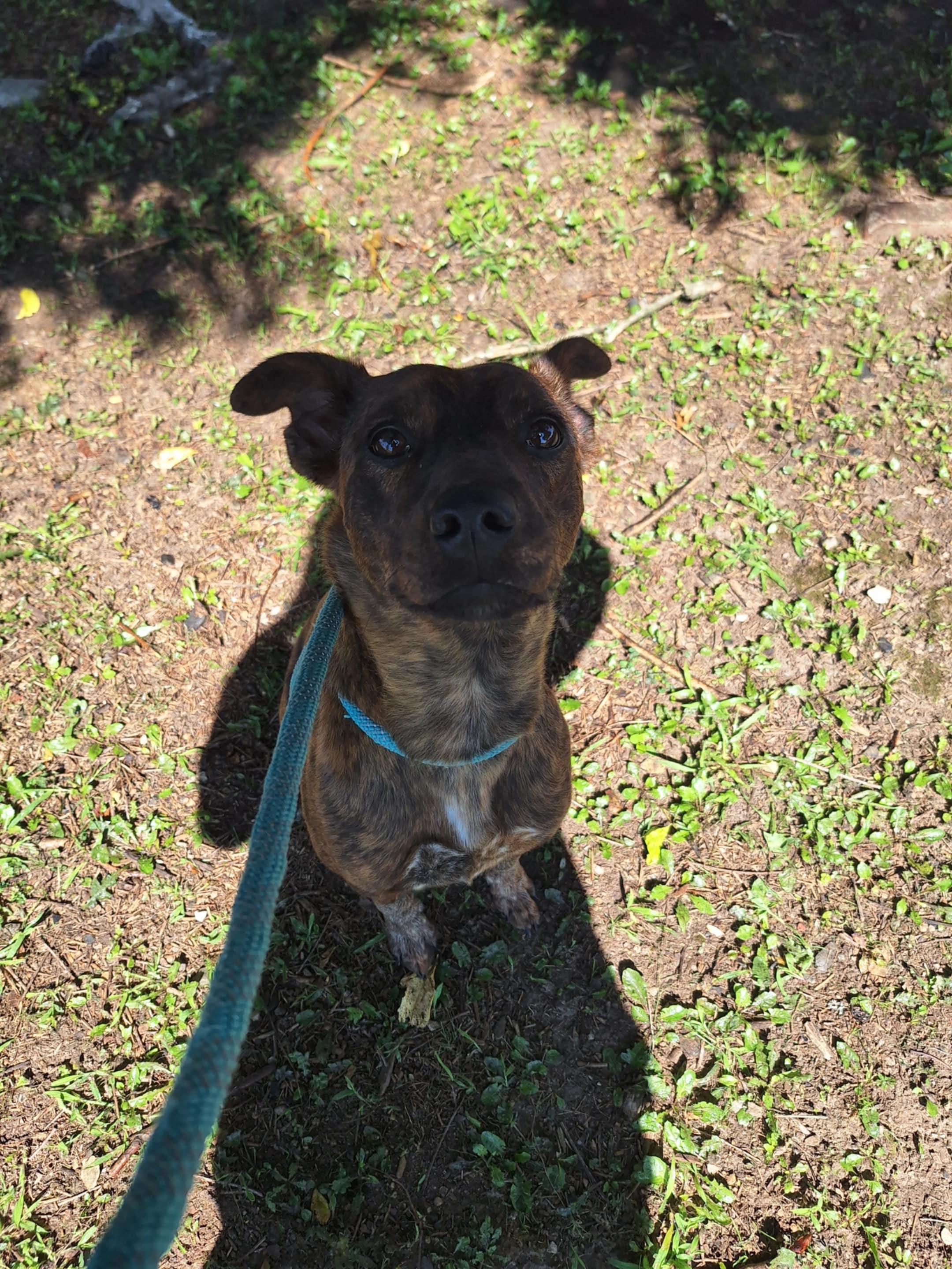 Shelby, a Adoptable Mixed Breed in Dublin, VA image 2/3
