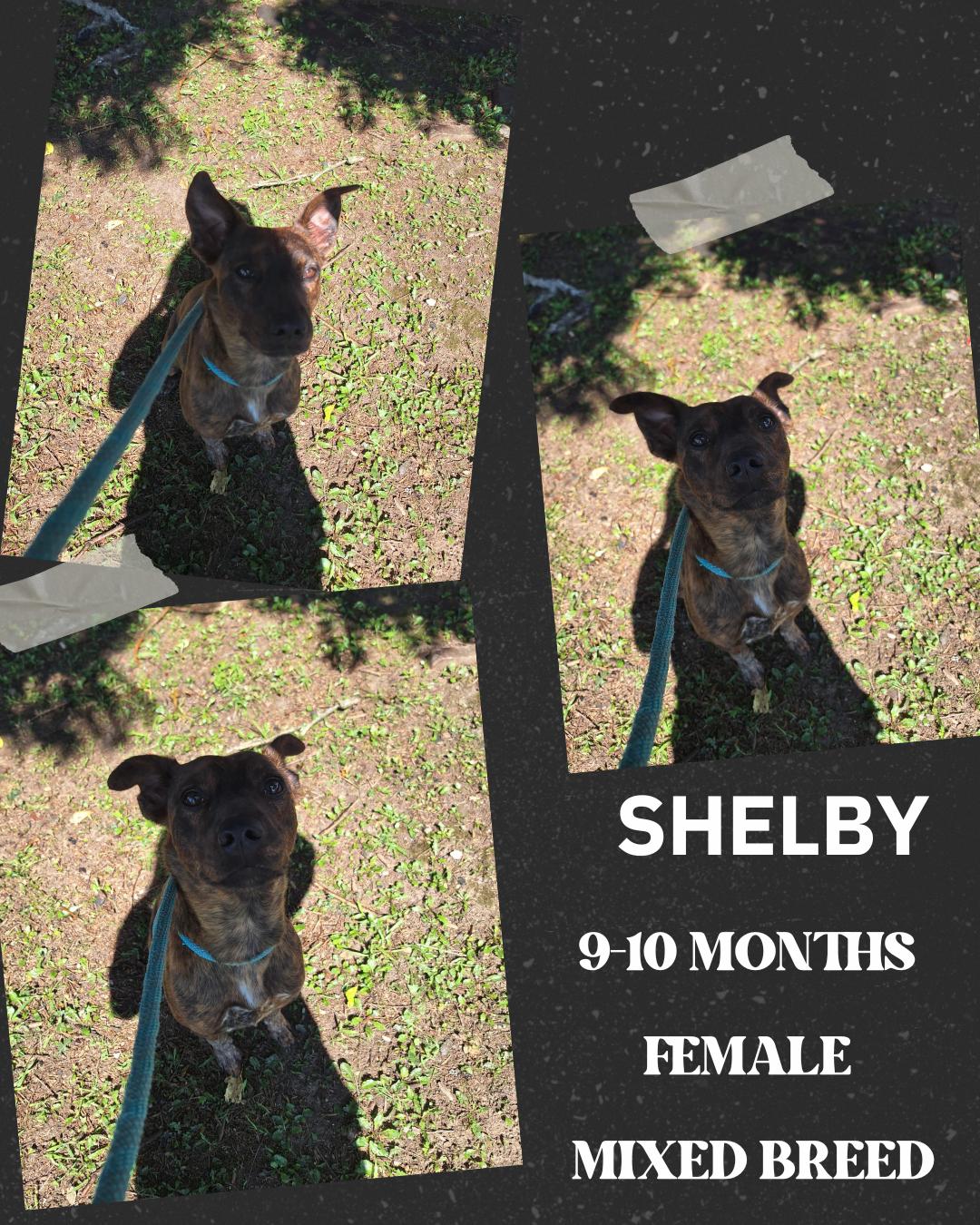 Shelby, a Adoptable Mixed Breed in Dublin, VA image 3/3