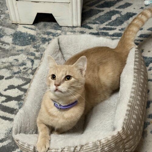 Butterscotch, Adoptable, Young Male Domestic Short Hair.