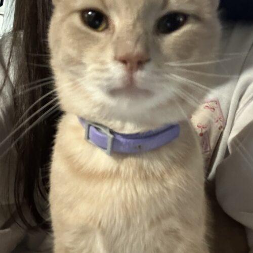 Enlarge Butterscotch, a Adoptable Domestic Short Hair in Canal Winchester, OH image 2/6