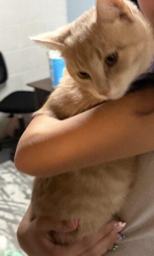 Enlarge Butterscotch, a Adoptable Domestic Short Hair in Canal Winchester, OH image 3/6