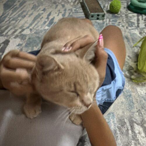 Enlarge Butterscotch, a Adoptable Domestic Short Hair in Canal Winchester, OH image 4/6