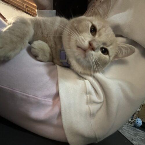 Enlarge Butterscotch, a Adoptable Domestic Short Hair in Canal Winchester, OH image 5/6