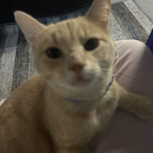 Enlarge Butterscotch, a Adoptable Domestic Short Hair in Canal Winchester, OH image 6/6
