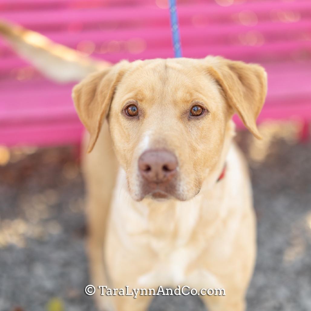 Enlarge Blinko, a Adoptable Labrador Retriever in Wake Forest, NC image 2/5