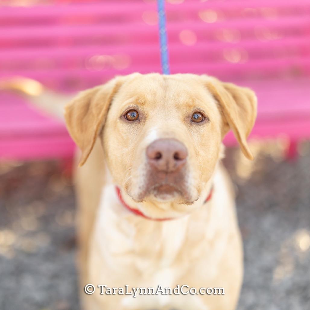 Enlarge Blinko, a Adoptable Labrador Retriever in Wake Forest, NC image 4/5