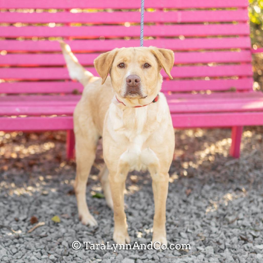 Enlarge Blinko, a Adoptable Labrador Retriever in Wake Forest, NC image 5/5