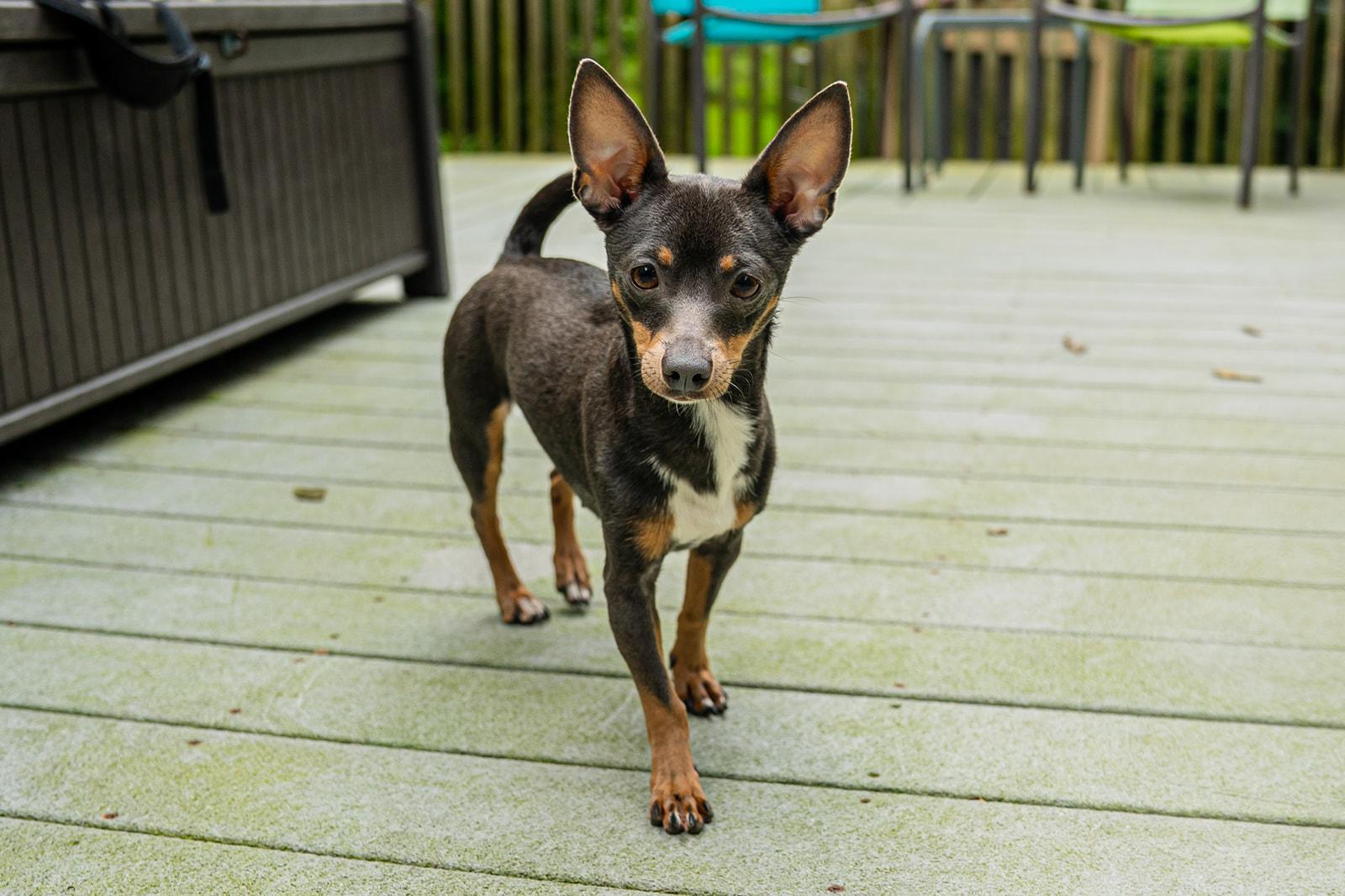 Enlarge Tippy, an adopted mixed breed in Dellslow, WV image 4/4