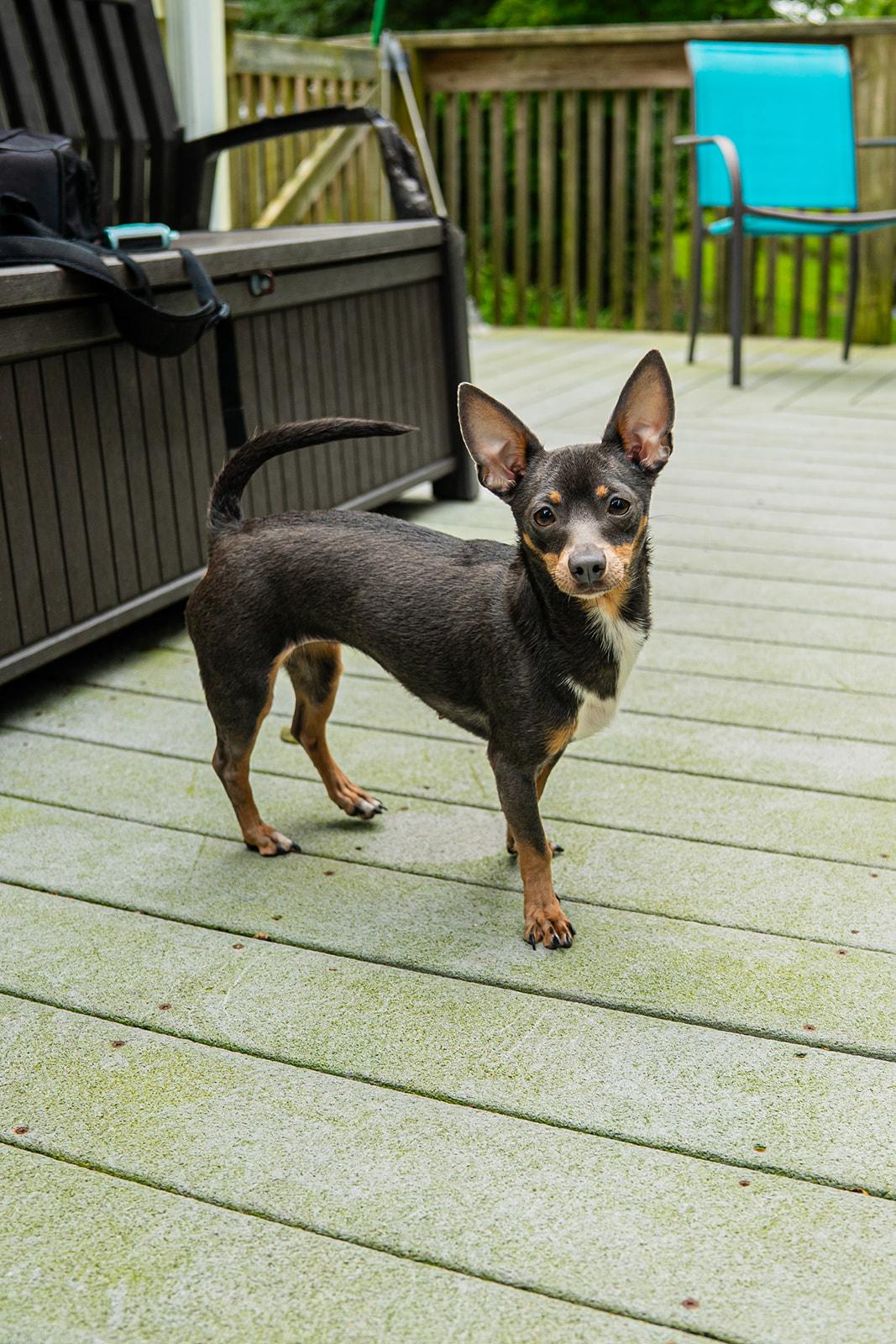 Enlarge Tippy, an adopted mixed breed in Dellslow, WV image 2/4