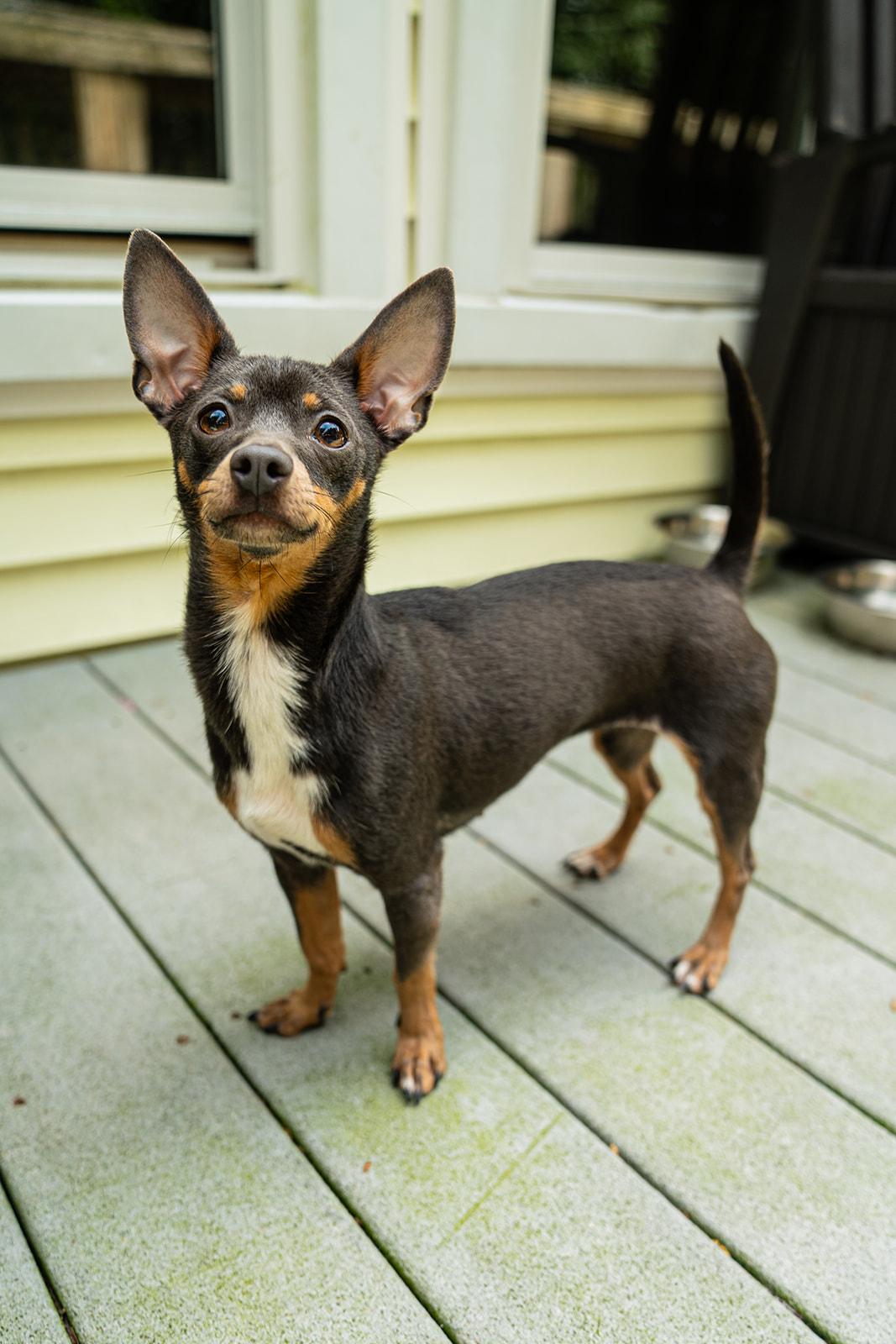 Tippy, adopted, Adult Female Chihuahua.