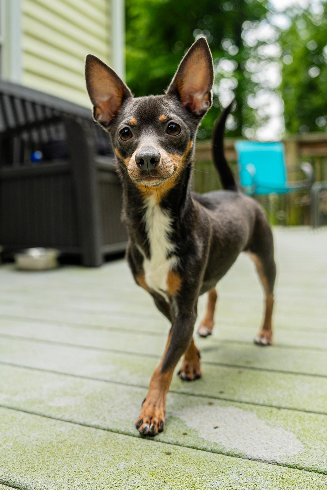Enlarge Tippy, an adopted mixed breed in Dellslow, WV image 3/4
